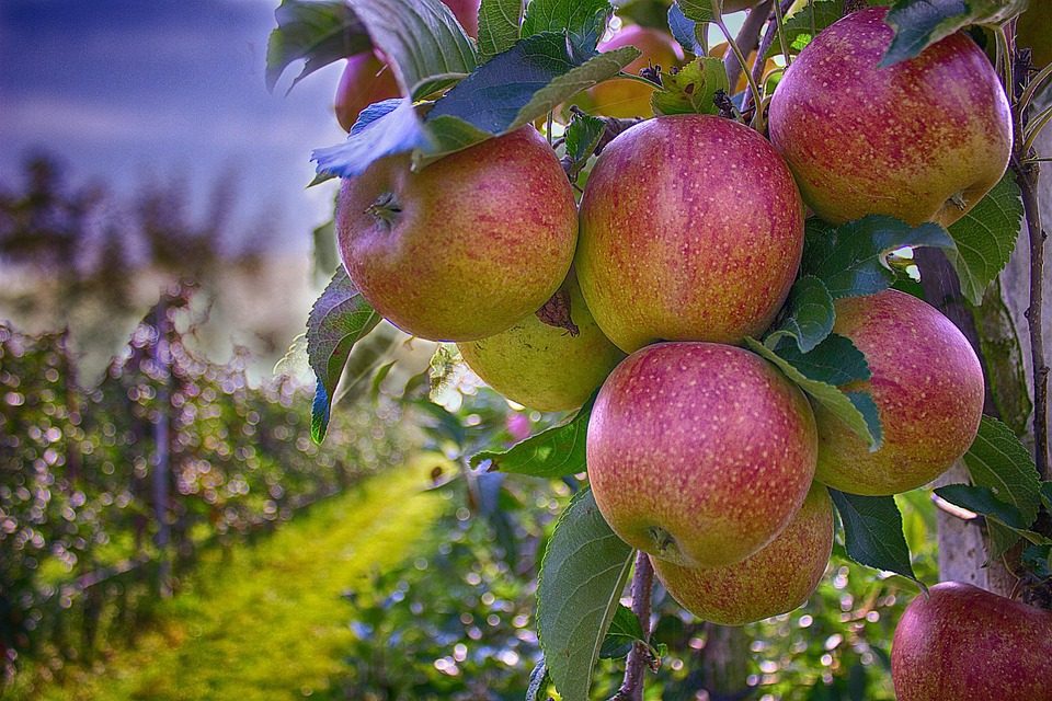 Apple Picking near St. Louis 2017