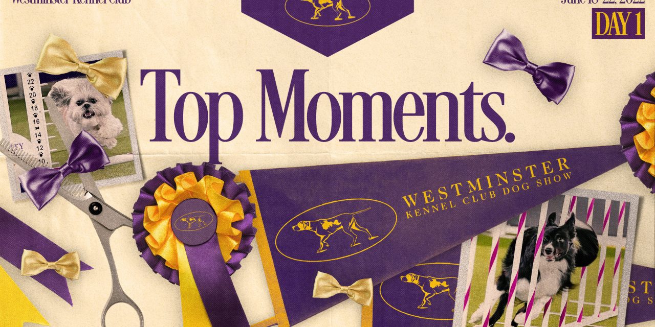 2022 Westminster Dog Show: Bee is Masters Agility Champion,