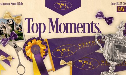 Westminster Dog Show 2022: Top moments and winners from Tuesday,