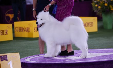 Striker the Samoyed wins the Working Group I Westminster Kennel Club,