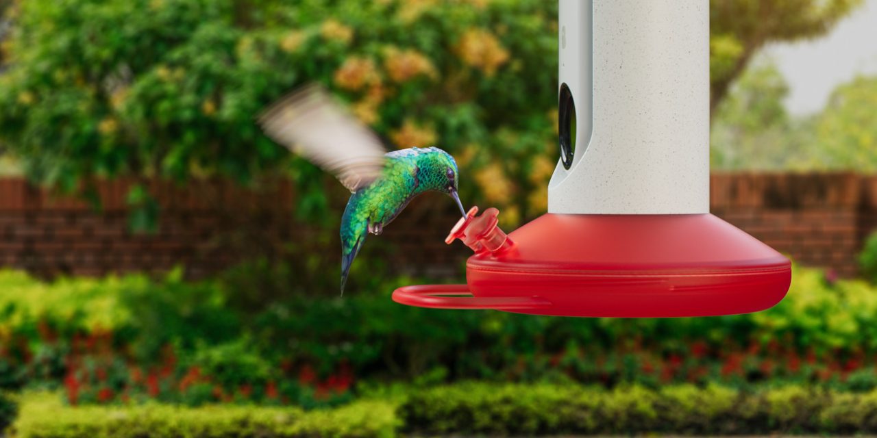 Bird Buddy’s smart bird feeder snaps photos and identifies hummingbirds
